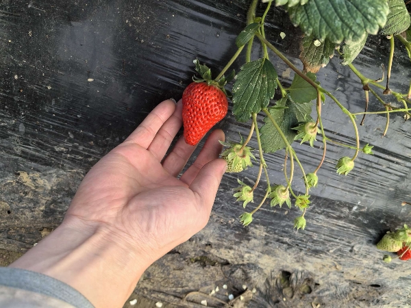 安徽北部原产地草莓。