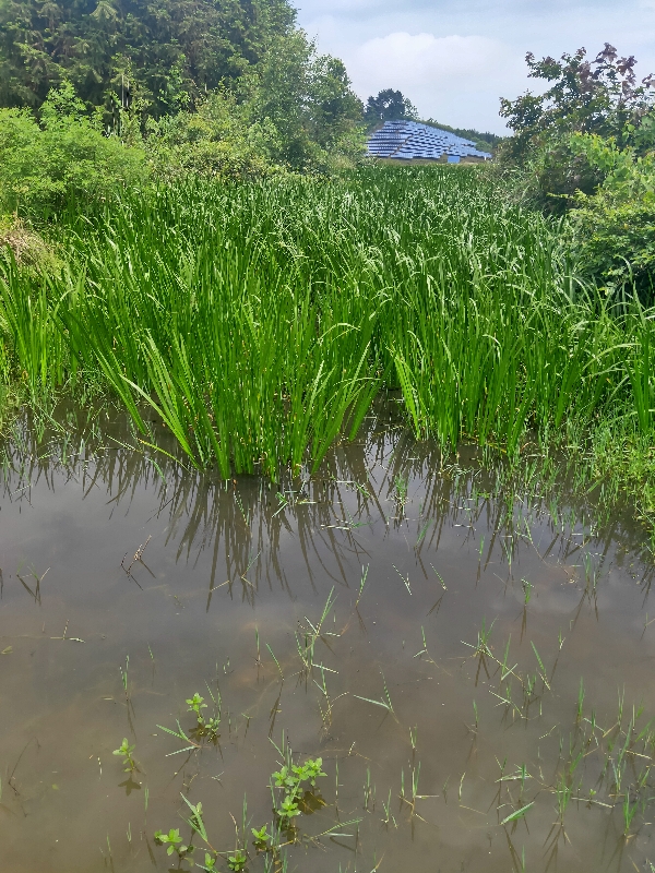 湖南邵阳水菖蒲鲜货苗