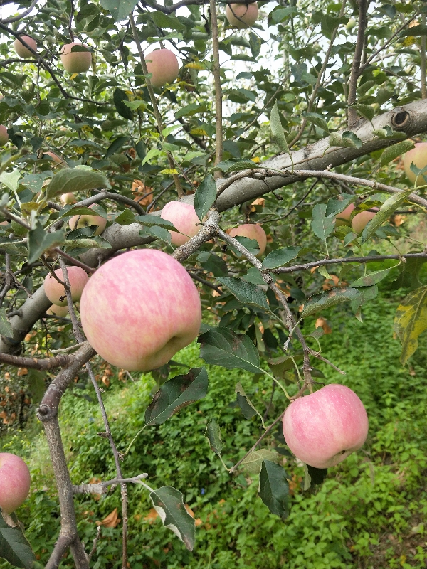 辽宁省绥中县水果区红钱富土苹果了。