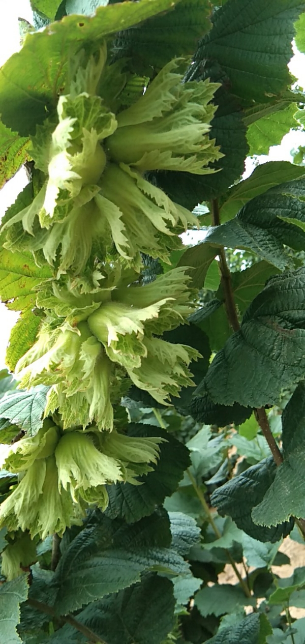 辽宁庄河，榛子，个头大，果实饱满，没有虫害药害