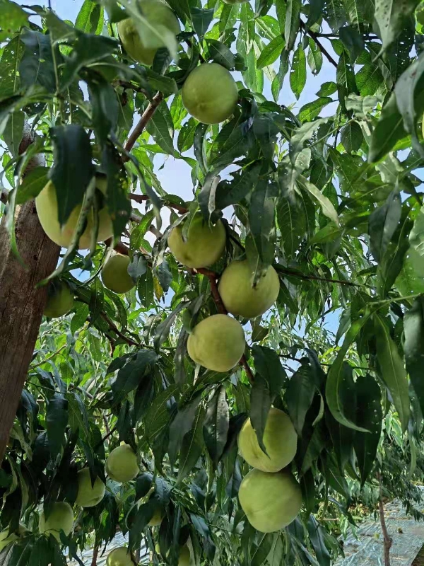 大红冠仙桃蜜桃寿桃脆桃子即将上市  欢迎垂询