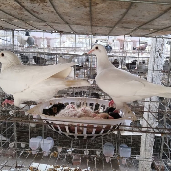 辽宁东港市易鸽养殖场出繁殖中种鸽。乳鸽