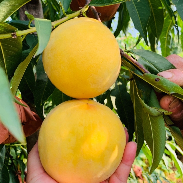 湖南湘西高山黄桃种植基地直供新鲜采摘水果锦绣黄桃