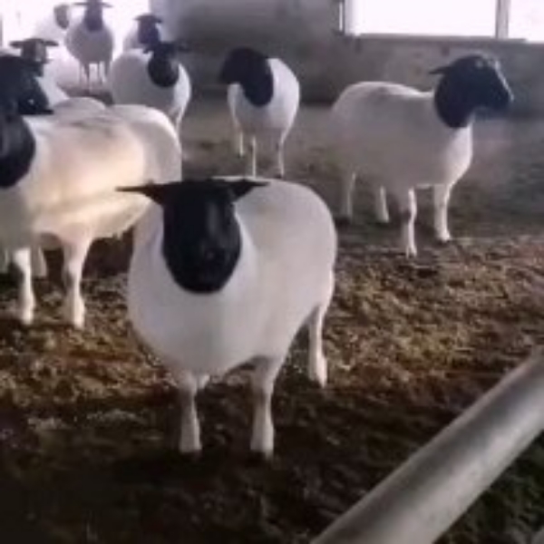 瑞源养殖场常年出售繁殖羊山羊品种羊，