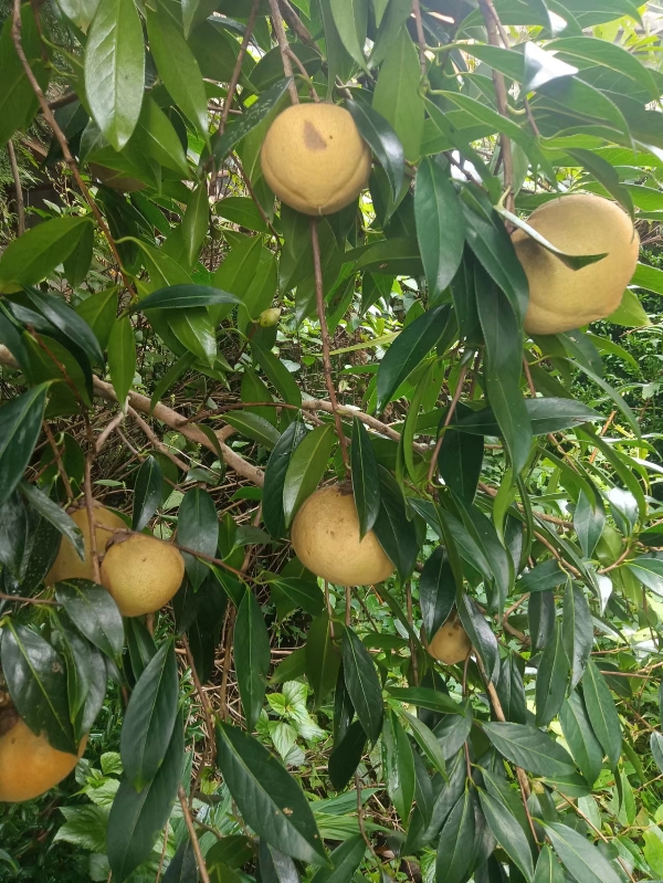 云南省保山市，油茶籽，油茶果包