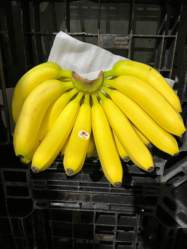 本公司主要经营菲律宾进口香蕉 整车批发