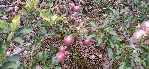 山东冠县红富士苹果脆甜汁多自然成熟