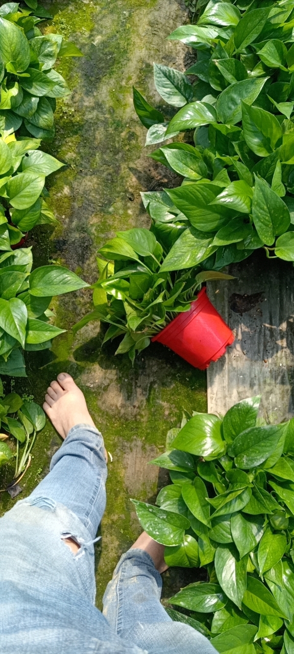 广东省佛山市南海区绿萝种植基地，基地直销。物美价廉