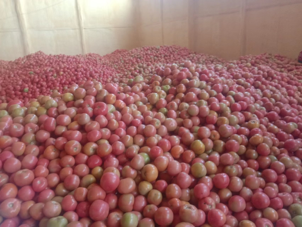 旱沙地硬粉西红柿，品质保证，产地直发！商超、市场