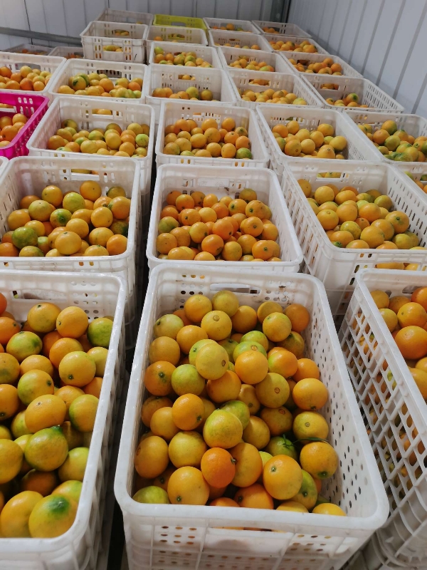 四川爱媛果冻橙60起2.2一斤。包上车包人工包框子
