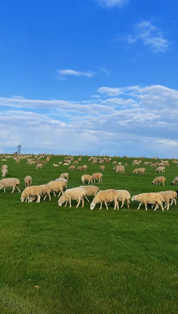 内蒙古草原散养羊肉