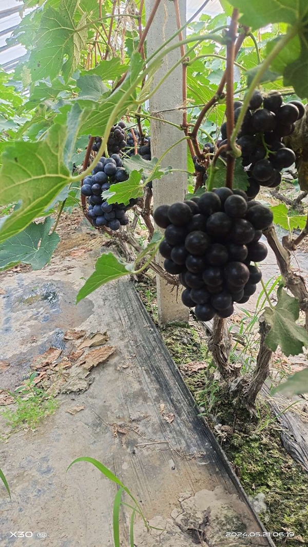 葡萄种植基地，夏黑葡萄