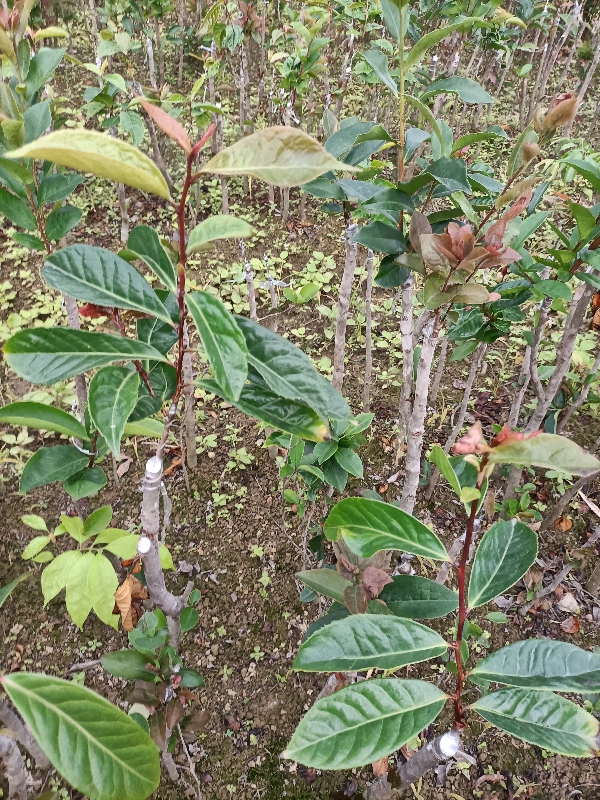 油茶嫁接实地苗