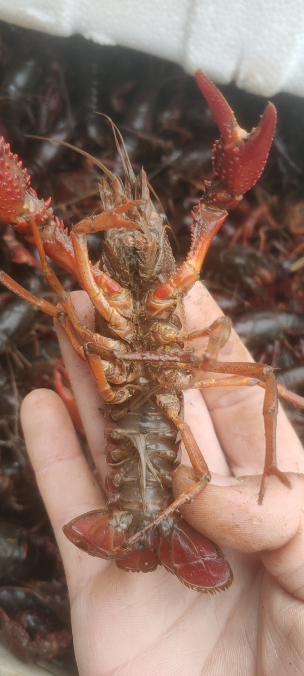 小龙虾  合肥本地虾  大小规格均有  安需分拣