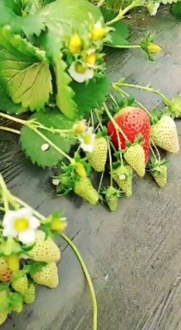 徐州万亩奶油草莓