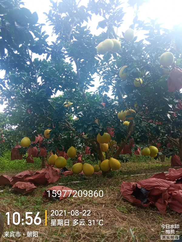 供应柚子：来宾市兴宾区陶邓镇朝阳三红蜜柚种植协会