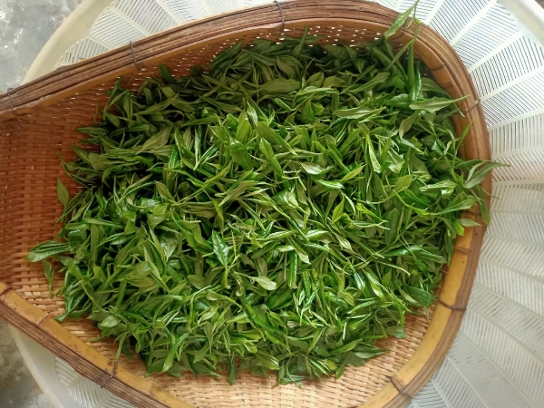 四川绿茶  竹叶青  茉莉花茶  毛峰