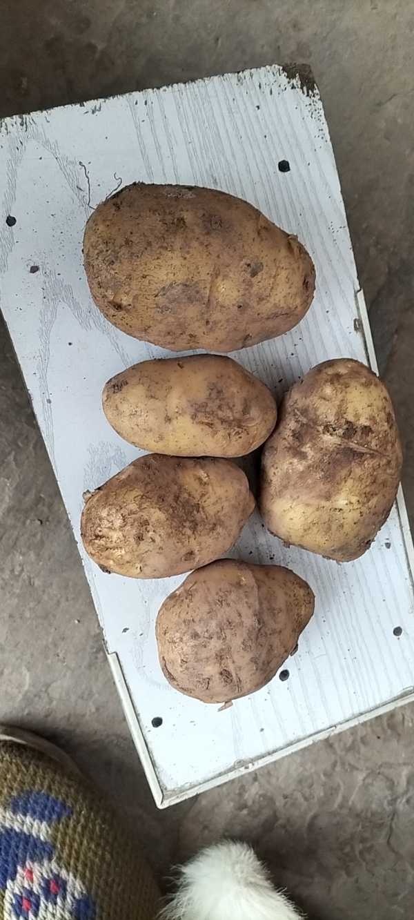 农家自种小土豆  纯天然 无污染