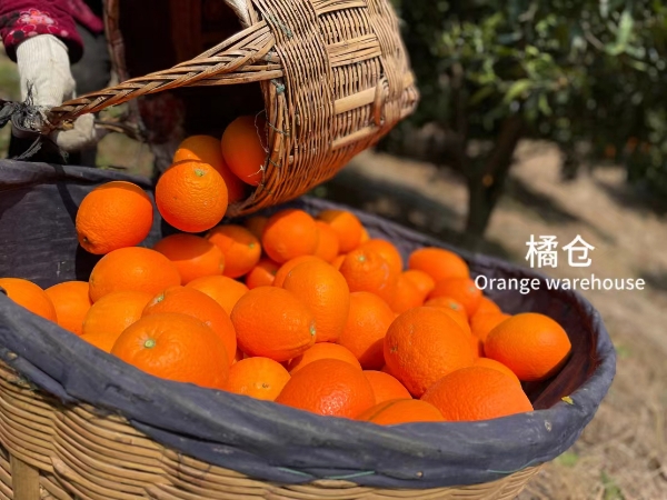 湖北宜昌秭归脐橙口感佳，脐橙之乡