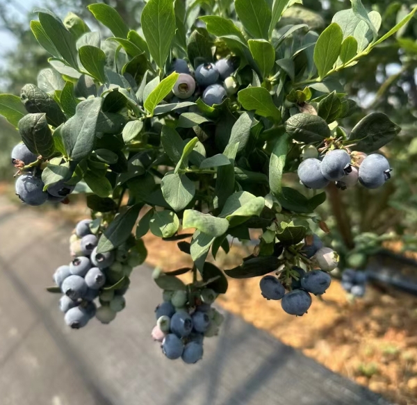 云南抚仙湖露天蓝莓，天然，绿色，健康