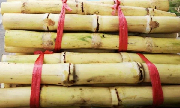 白玉甘蔗产地大量供应0.7一斤