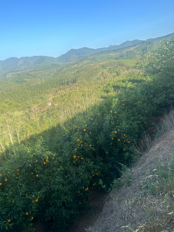 大量沃柑供应，见果谈价