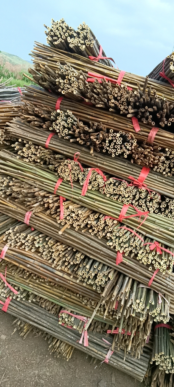 菜架竹 南竹 麻竹大批量供应优质各种大小竹子