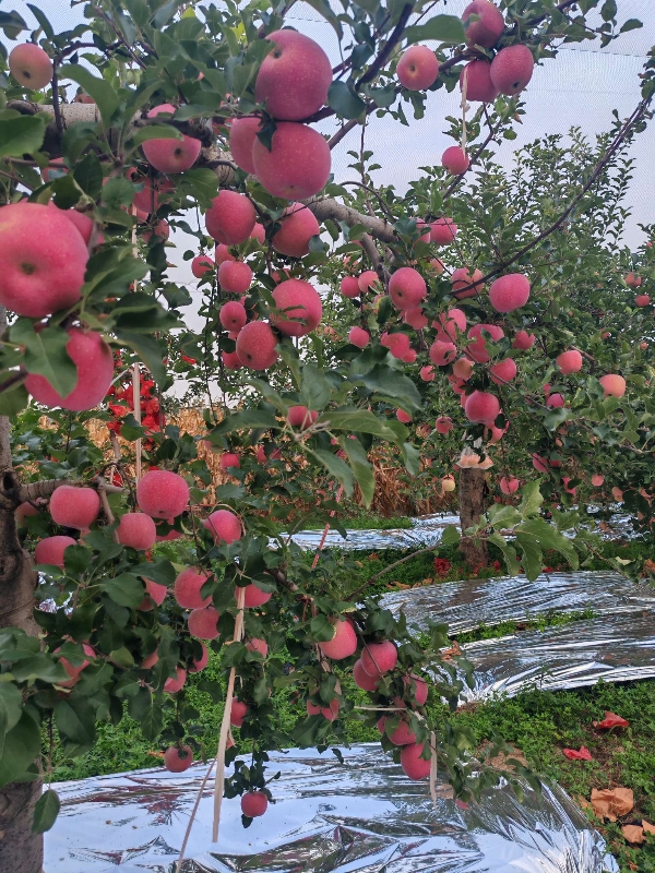 陕西省白水县红富士苹果