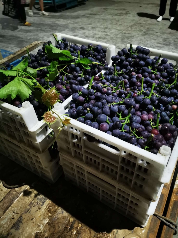 夏黑葡萄熟了有要的联系
