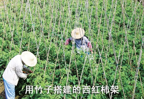 菜架竹 南竹 麻竹大批量供应优质各种大小竹子