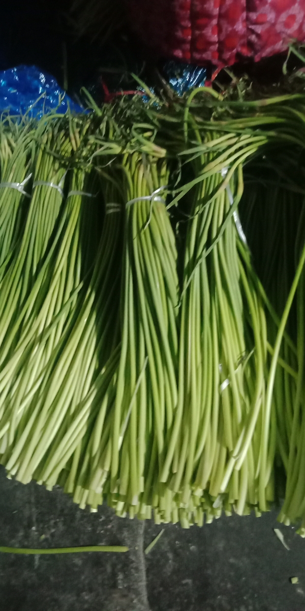 常年供应代办加工冷藏:大蒜，蒜苔，蒜米，