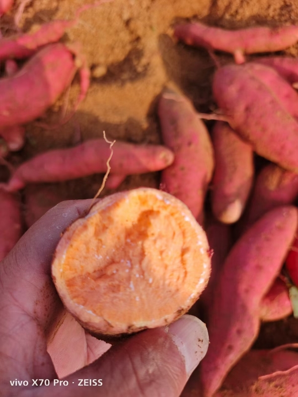 山东红薯大量供应西瓜红，烟薯，板栗薯