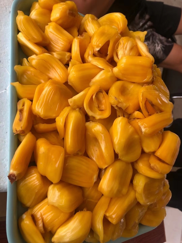海南热带水果黄肉菠萝蜜源产地供应链