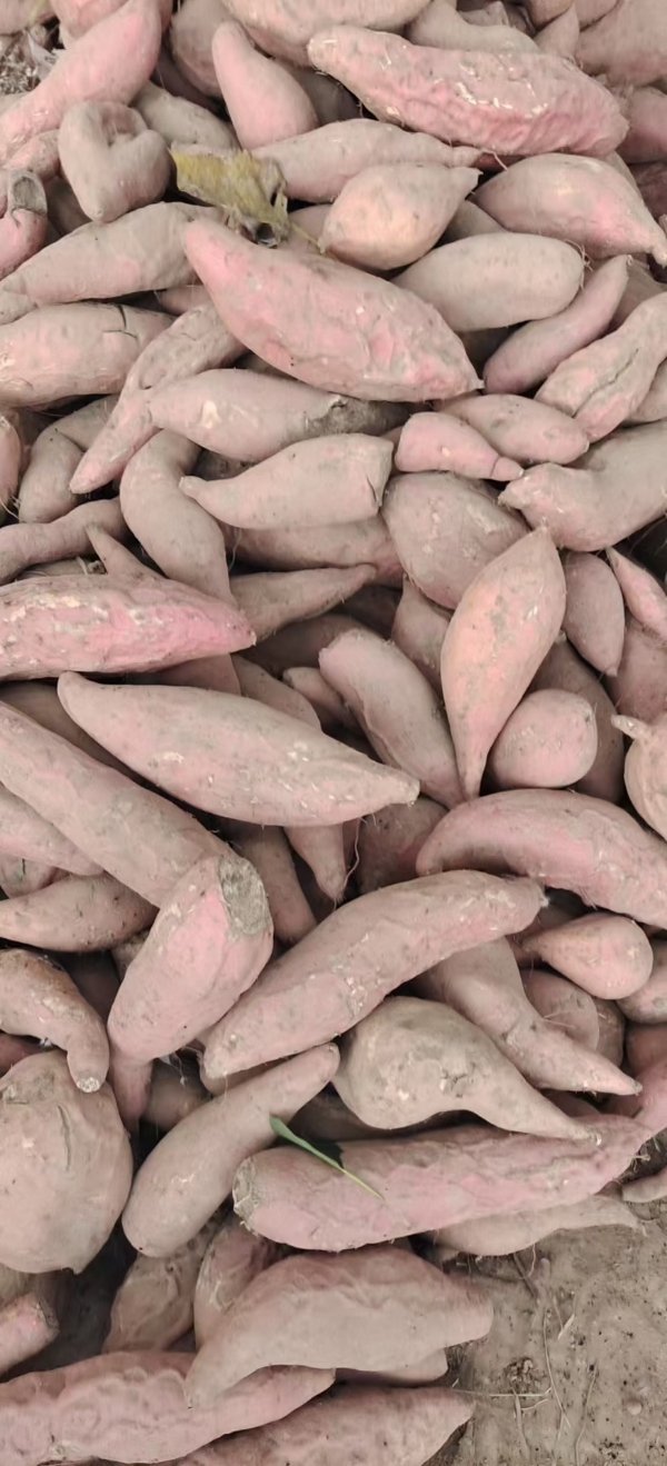 山东红薯产地供应保证质量，支持全国各地物流发货