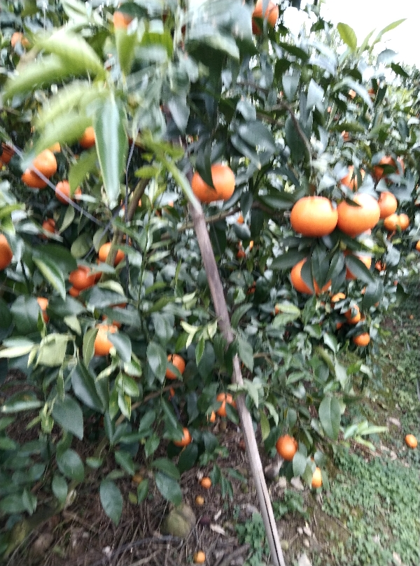 广西象州县砂糖橘沃柑大量上市欢迎各位老板前来采购。