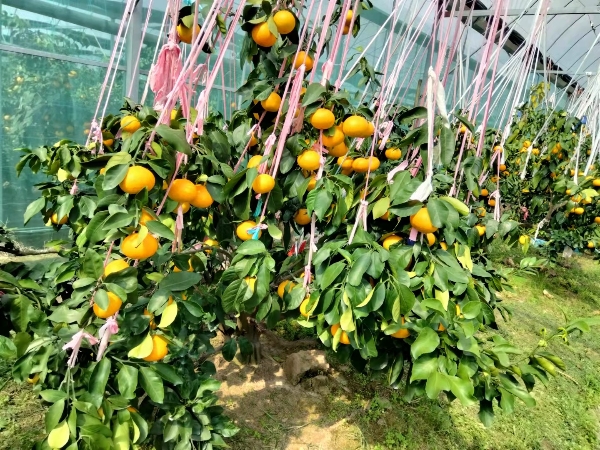 象山产红美人柑橘爱媛28柑橘，全国招代理
