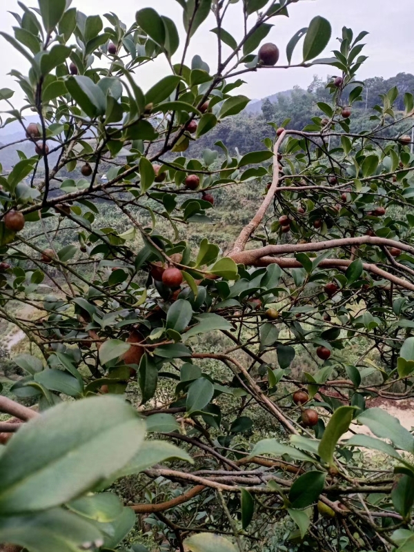 高山上的土茶油，不需要任何投资，全靠自生自长！