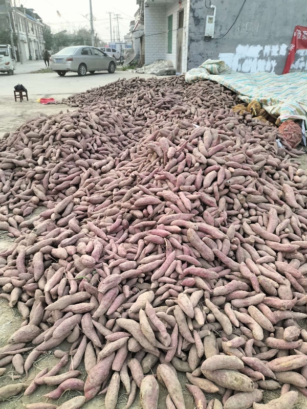 西瓜红红薯有十万斤左右