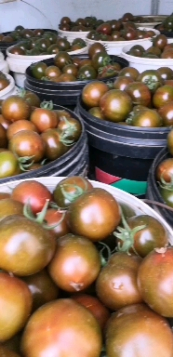 各种小西红柿大量出售