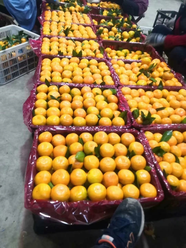 供应云南蜜橘柑橘对接电商超市社区团购供应链