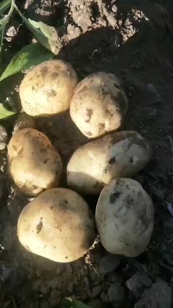 内蒙古土豆