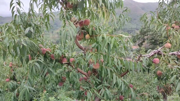 蜜桃  临朐蜜桃  嵩山蜜桃毛桃