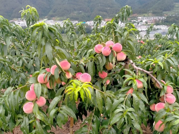 白花桃