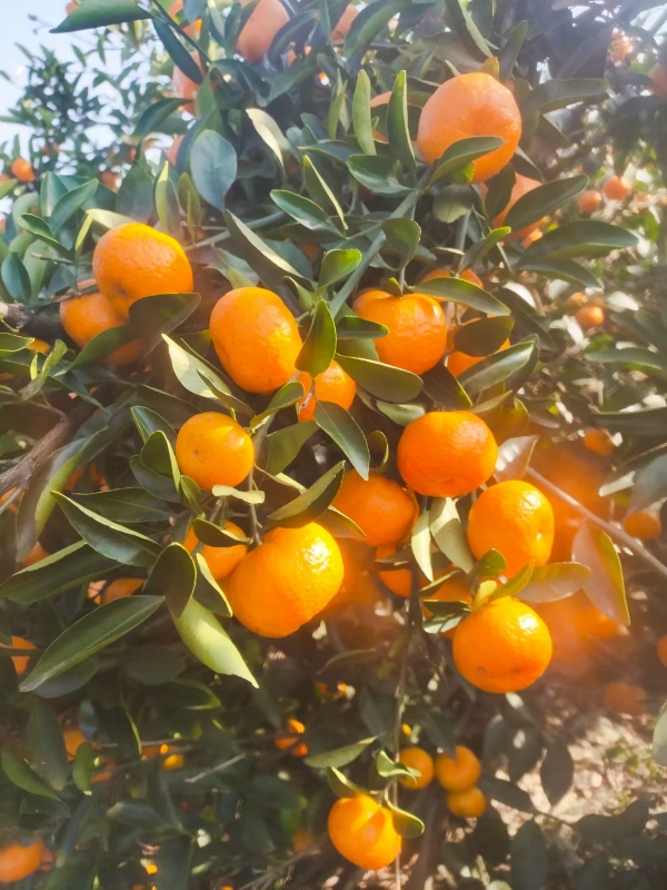 江西省抚州南丰蜜橘种植基地