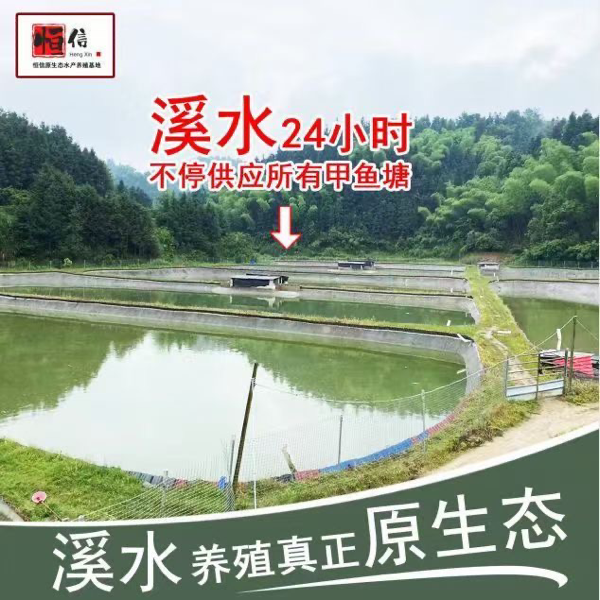 甲鱼蛋，原产地，养殖场直达，王八蛋鳖蛋甲鱼养殖场