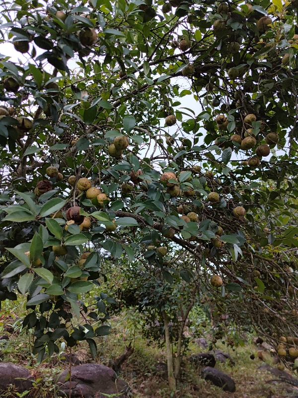 广西防城那良山茶油