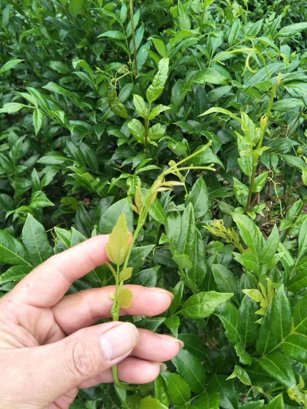 张家界莓茶喜欢您就来