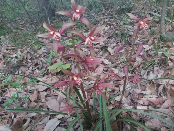 兰花春兰蕙兰