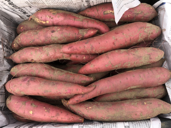 供应红薯,长年出售广东上英沙地蜜薯