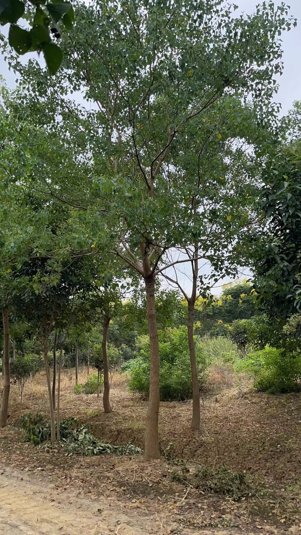 出售风景树，朴树，栾树，乌桕，桂花，香樟，法国梧桐